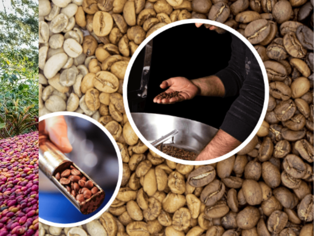 Kummul Y Grade Small Holder Coffee