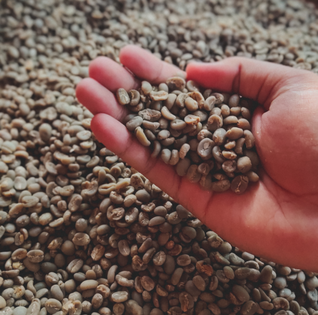 Kummul 'A' Specialty Green Coffee Beans